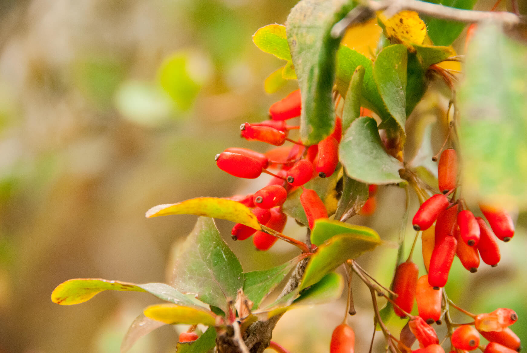 Wildbeeren